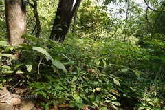 Gymnostachyum canescens